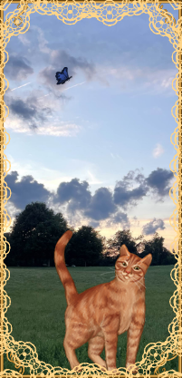 MeowNow